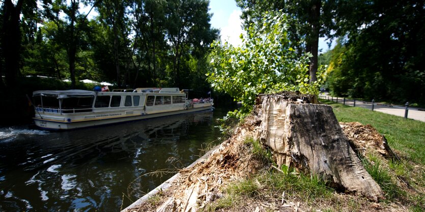 Stadtbäume in Berlin werden immer weniger: Ein Baumstumpf steht am Landwehrkanal, auf dem gerade ein Ausflugsschiff fährt