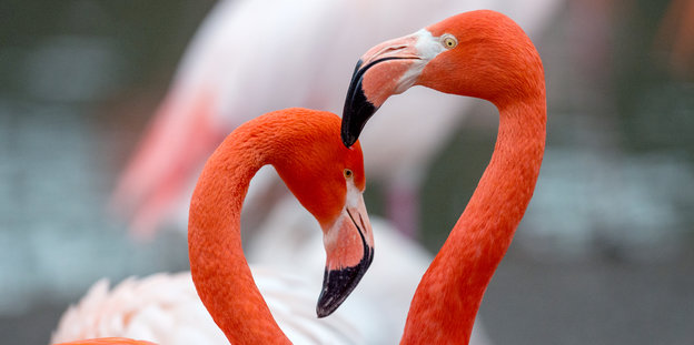Zwei Flamingos stecken ihre Köpfe zusammen, dass es die Form eines herzens ergibt