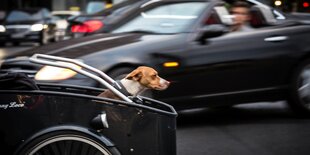 Ein Hund auf einem Lastenfahrrad