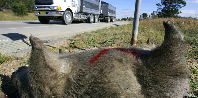 Ein totes Wombat am Straßenrand, ein Lkw fährt vorbei