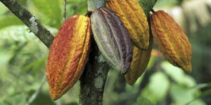 Auf dem Bild sind die Früchte einer Kakaopflanze im Regenwald zu sehen.