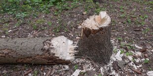 Man sieht Baumstumpf und Stamm eines frisch gefällten Baums im Wald.