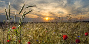 ein Feld im Abendlicht, am Rand blühen Mohn- und Feldblumen