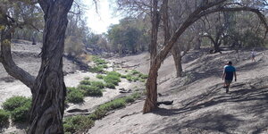 Ausgetrockneter Fluss mit verdorrten Bäumen