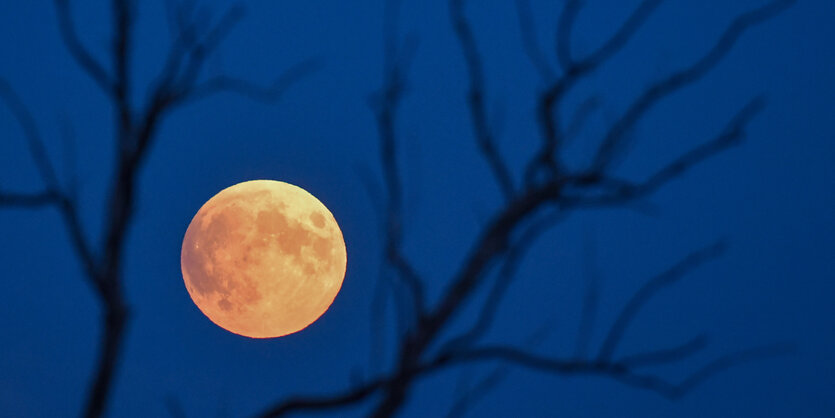 Der Vollmond am Himmel hinter Ästen