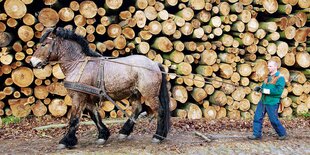 Ein Pferd geht an einem Stapel gefällter Baumstämme vorbei.