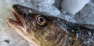 Ein frisch gefangener Dorsch liegt in der Fischereigenossenschaft Wismar auf Eis.
