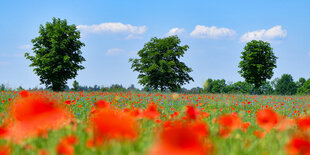 Landschaft in Brandenburg