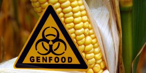 Ein Schild mit der Aufschrift "Genfood" vor einem gentechnisch veränderten Maiskolben.