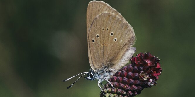 Ein Schmetterling sitzt auf einer Blüte