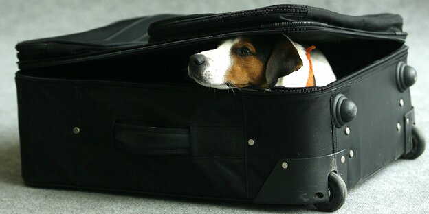 ein Hundekopf schaut aus einem geöffneten schwarzen Koffer raus