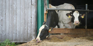 Man sieht zwei Kühe in einem Stall von vorne. Die eine Kuh versucht, draußen etwas zu fressen.