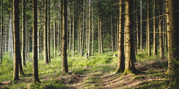 Ein Wald, wie ihn Julia Klöckner ab jetzt verstärkt schützen möchte