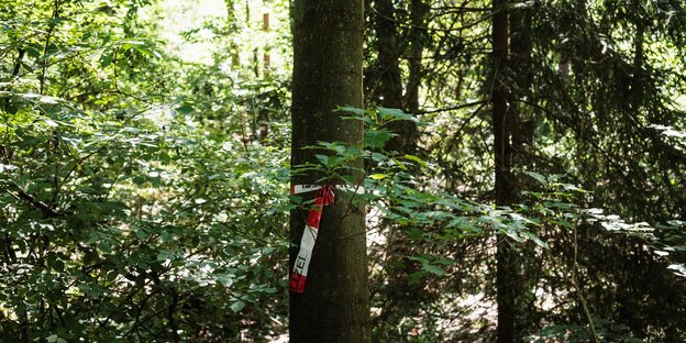 Ein rotweißes Absperrband hängt zwischen den Bäumen im Wald