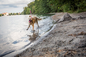 Ein Hund läuft am Strand des Straussees
