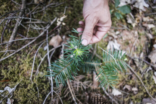 Eine Hand zeigt die Blätter eines jungen Nadelbaumes