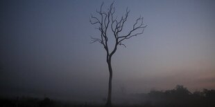 ein kahler Baum in der Morgendämmerung