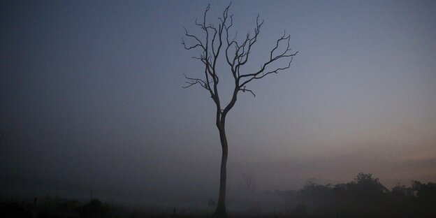 ein kahler Baum in der Morgendämmerung