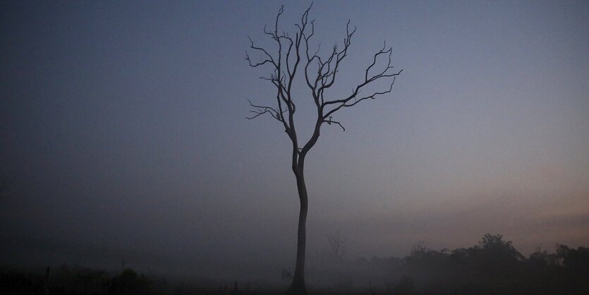 ein kahler Baum in der Morgendämmerung