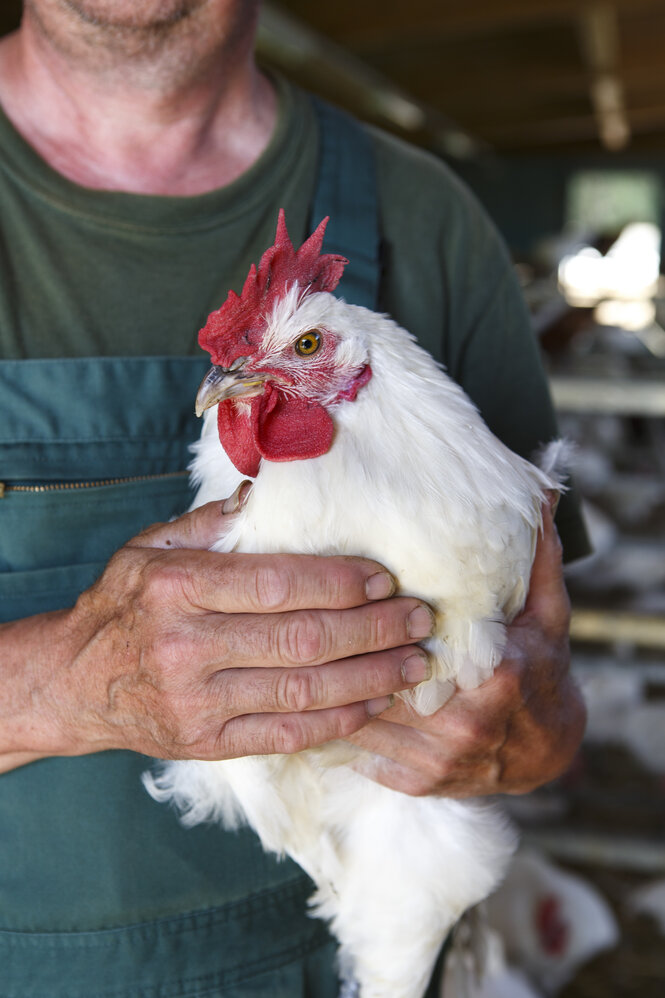 Ein kräftiges weißes Huhn mit rotem Kamm sitzt bei einem Mann auf dem Arm