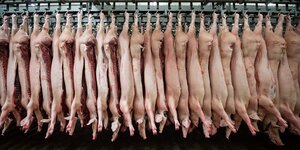 Halbe Schweine hängen in einem Schlachthof an Haken