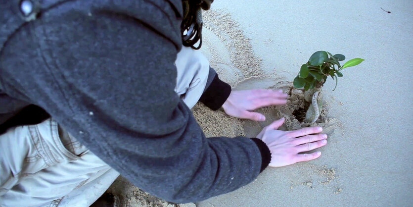 Ein Mensch, desswen Gesichtr nicht zu sehen ist, pflanzt einen Setzling in Sand