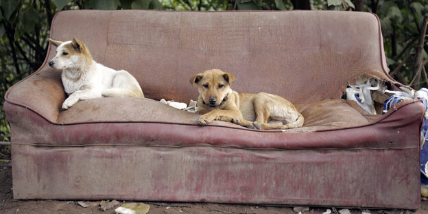 Zwei Hunde sitzen auf einem kaputten Sofa im Freien