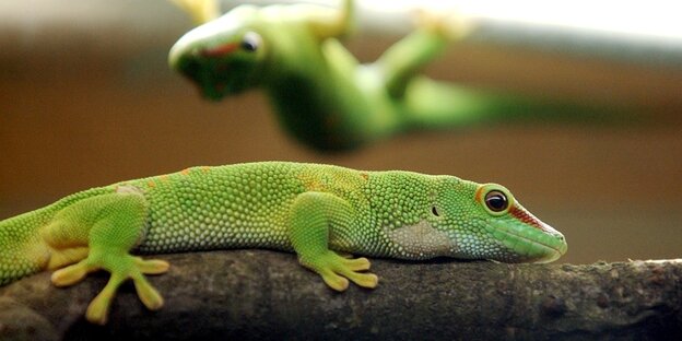 ein Gecko auf einem Ast