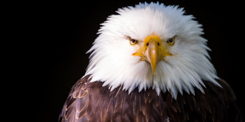 Weißkopfseeadler