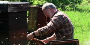 Ein Imker arbeitet ohne Schutzanzug an Bienenstöcken.