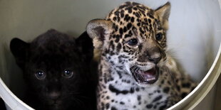 Baby-Jaguare