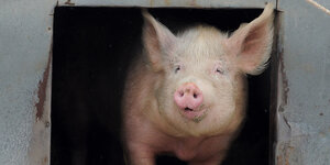 Ein Schwein schaut aus seinem Stall auf einem Bio-Bauernhof in der Nähe Potsdams