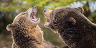 Zwei Bären kämpfen miteinander