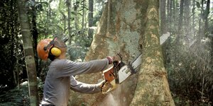 Mann mit Kettensäge schneidet in einem großen Baum