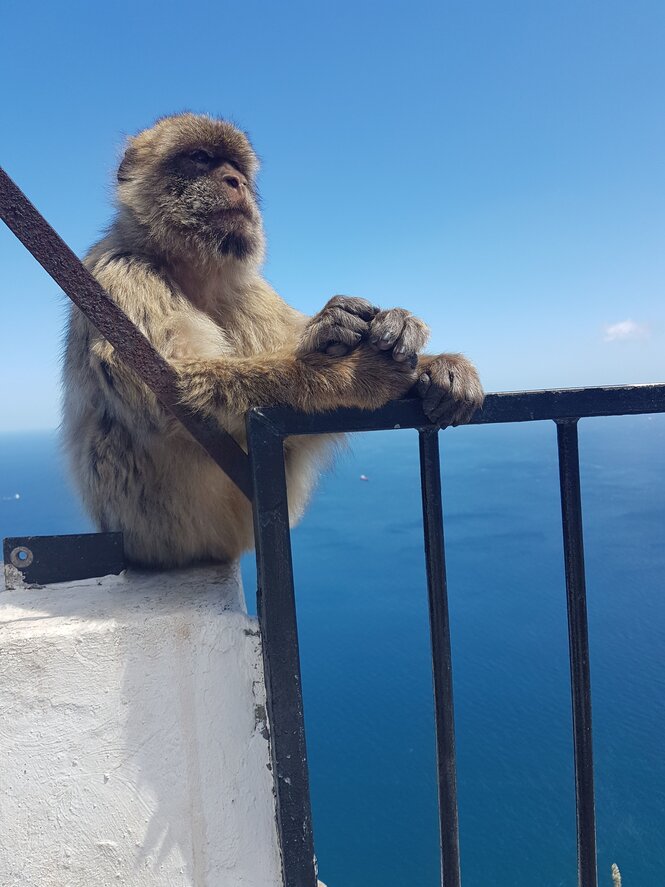 Ein Affe sitzt auf einer Säule und schaut aufs Meer