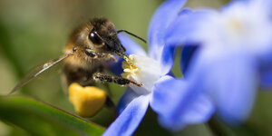 Eine Biene saugt den Nektar aus einer lila Blume