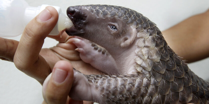 Ein junges Pangolin wird mit einer Flasche gefüttert