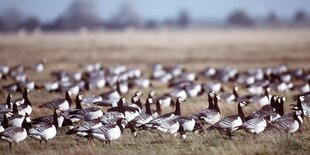 Nordische Weißwangengänse auf einer Wiese