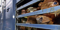 Rinder stehen dicht nebeneinander in einem Tiertransporter.
