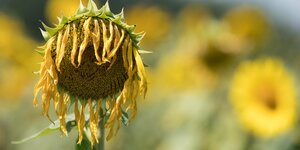 Eine Sonnenblume lässt den Kopf hängen