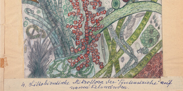 Die kolorierte Zeichnung von Annie Francé-Harrar zeigt Mikroorganismen.