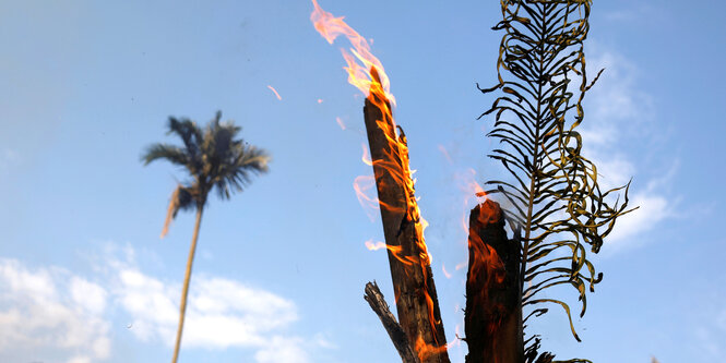 blauer Himmel, eine Palme, weiße Schäfchenwolken - und davor eine brennende Palme