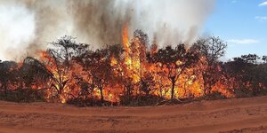 Brennende Bäume im Amazonas