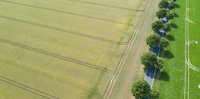 Eine Landstraße mit Bäumen und Felder