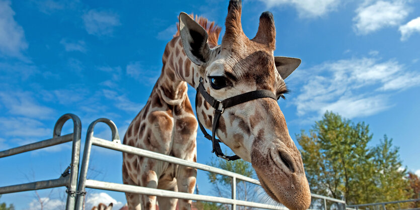 Zirkus-Giraffe in Berlin