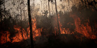 Bäume im Amazonas brennen