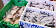 Frischer Hering und Scholle liegen in den Plastikkisten eines Großhändlers im Fischmarkt Hamburg Altona.