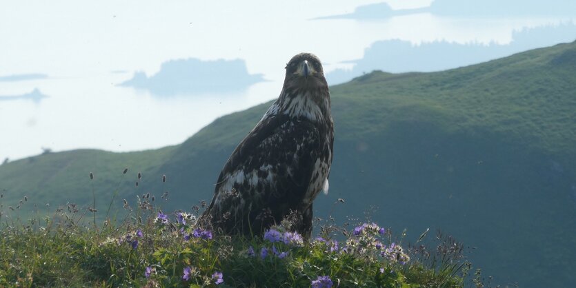 Ein Raubvogel sitzt auf einem Berg