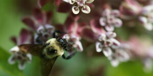 Eine Biene bestäubt eine Blume