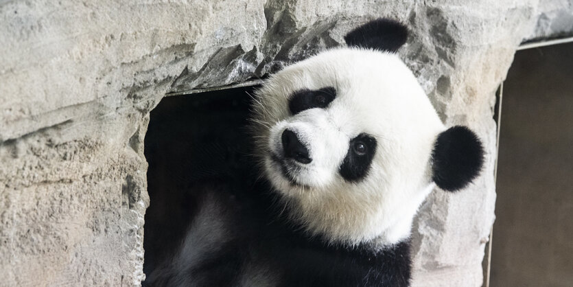 Nahaufnahme der Pandadame Meng Meng, die in die Kamera blickt